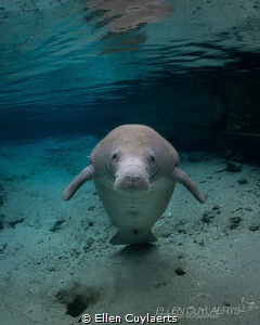 "I believe I can fly" 
Florida manatee in House spring by Ellen Cuylaerts 
